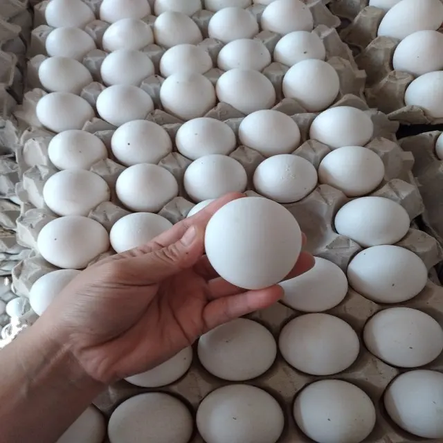 Os exportores na índia branco ovos de mesa fresca sabor de comida saudável melhor preço expositor de ovos da índia