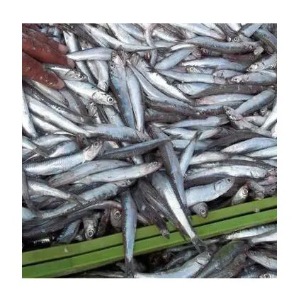 Cá Ngừ Đông Lạnh/Cá Ngừ Tươi Giá Cả Cạnh Tranh Bán Buôn Từ Thái Lan Chất Lượng Hàng Đầu Với Số Lượng Lớn