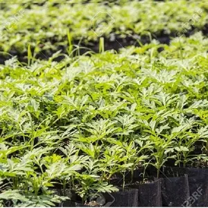 育種苗床バッグ植物苗床バッグ植物苗床バッグ