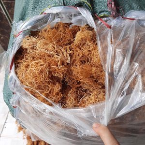 สาหร่ายทะเลแห้งหั่นเป็นชิ้นในถุงสีเขียวสำหรับทำอาหาร - Product Image 3