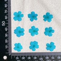 Fleurs séchées en gros pour nail art : Verbena Hybrida Voss naturelle pressée pour la résine et la décoration de coques de téléphone portable