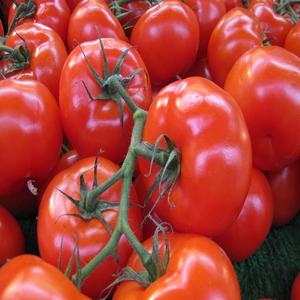 Tomates Roma rouges de haute qualité 15kg d'Afrique du Sud disponibles à la vente au meilleur prix - Product Image 1