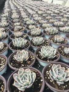 Popular bonito y suculento <span class=keywords><strong>Echeveria</strong></span> runyonii variegata - Product Image 3