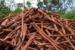 Canela de calidad estándar, producto de exportación de Vietnam a precio competitivo - Product Image 4