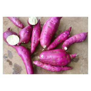 Mejor Precio al por Mayor de Batata Japonesa Fresca y Natural de Vietnam con Alta Calidad para Exportación - Product Image 1