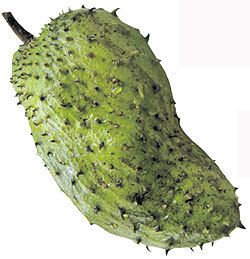 ATTRACTIVE FRESH SOURSOP WITH VERY COMPETITIVE PRICE - AXEL + 84 38 776 0892 - Product Image 4