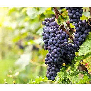 <b>Fresh</b> Seedless <b>Grape</b> at Wholesale Price - Product Image 1