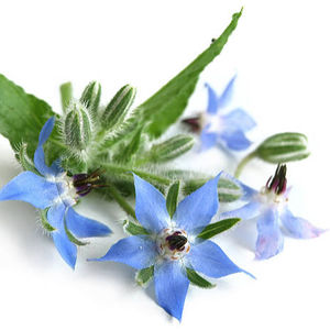 Huile végétale de graines de Bourrache pressée à froid de Tunisie - Product Image 3