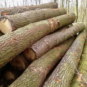 Troncos redondos de madera dura europea