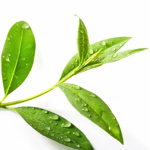 Эфирное масло чайного дерева, одобрено GMP, натуральное эфирное масло чайного дерева, частная торговая марка (логотип на заказ), поставка