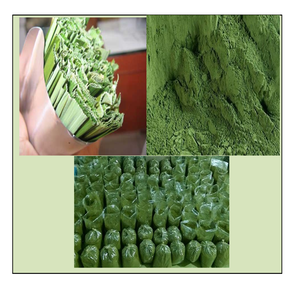 Polvo de Hojas de Pandan Ayuda a Aliviar Dolores de Cabeza y Oídos de 99 Gold Data 99 Gold Data - Product Image 2