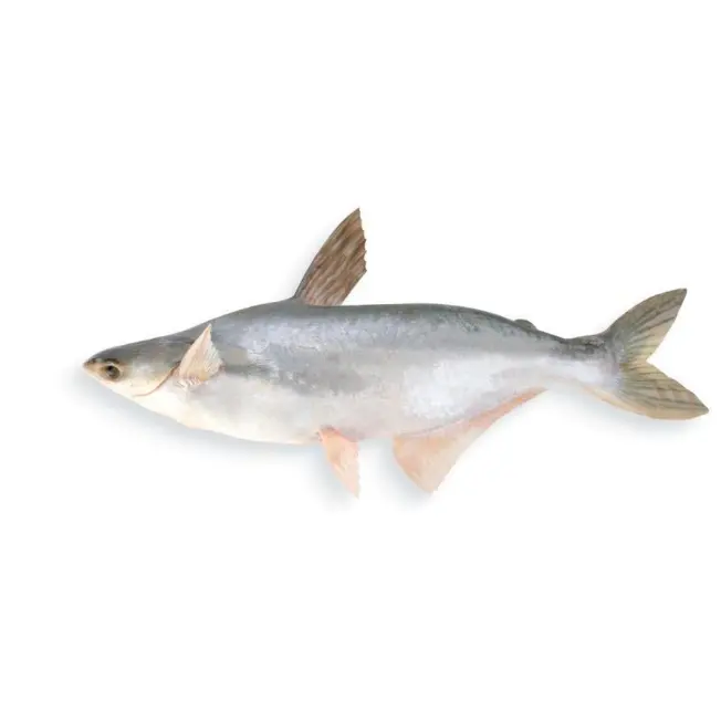 ปลา Pangasius ทั้งตัวกลมสำหรับส่งออกจากบังคลาเทศ,อาหารทะเลแช่แข็ง