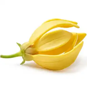 Olio essenziale di Ylang Ylang India profumo all'ingrosso che produce fragranze di frutta tropicale olio e sapone per la produzione di materie prime