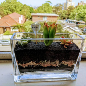 Mini terrarium de bureau, kit avec plantes - Product Image 1