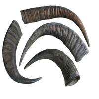 Corne de buffle brute NOORBABA Inde, style nautique animalier, matériau organique, taille personnalisée, objet d'art de collection