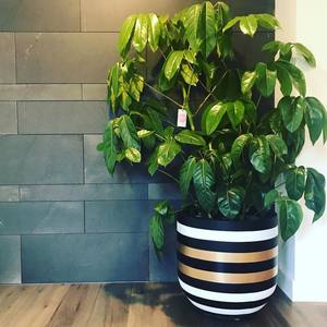 Pot de jardinière pour l'extérieur grand vase noir nouveau motif moderne couleur grande taille ciment léger à utiliser avec les pieds - Product Image 3