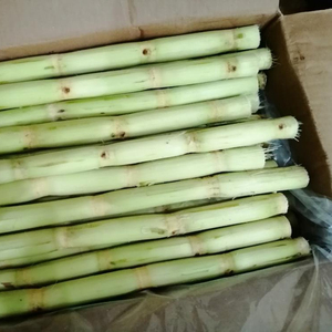LOW PRICE FROZEN SUGARCANE for MAKING JUICE FROM VIETNAM/ Ms. May - Product Image 5
