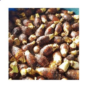 Rodajas de Tallo de Taro Congeladas LQF de Alta Calidad de Vietnam para Frituras y Venta al por Mayor, Producto de la Categoría Vegetal - Product Image 2