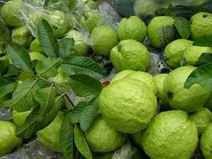 Quả ổi tươi chất lượng cao từ Việt Nam/MS LAURA +84 896611913 - Product Image 4