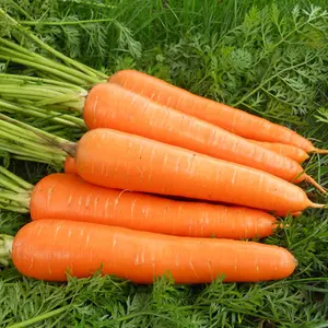 Imballaggio all'ingrosso di stoccaggio di stile della scatola verdure fresche carota carote fresche carota fresca e biologica