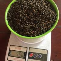 VIETNAMESISCHER SCHWARZER PFEFFER 550G/L 500 G/L Maschinengereinigte Getrocknete Schwarze Samen in Großmengen BESTSELLER Gewürze SUNRISE INS 2 Jahre Haltbarkeit