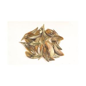 โอเปอเรเตอร์เปลือกหอยทะเล Murex (Sea Shell) 100% หน่วยส่งออกจากเวียดนาม - Product Image 2