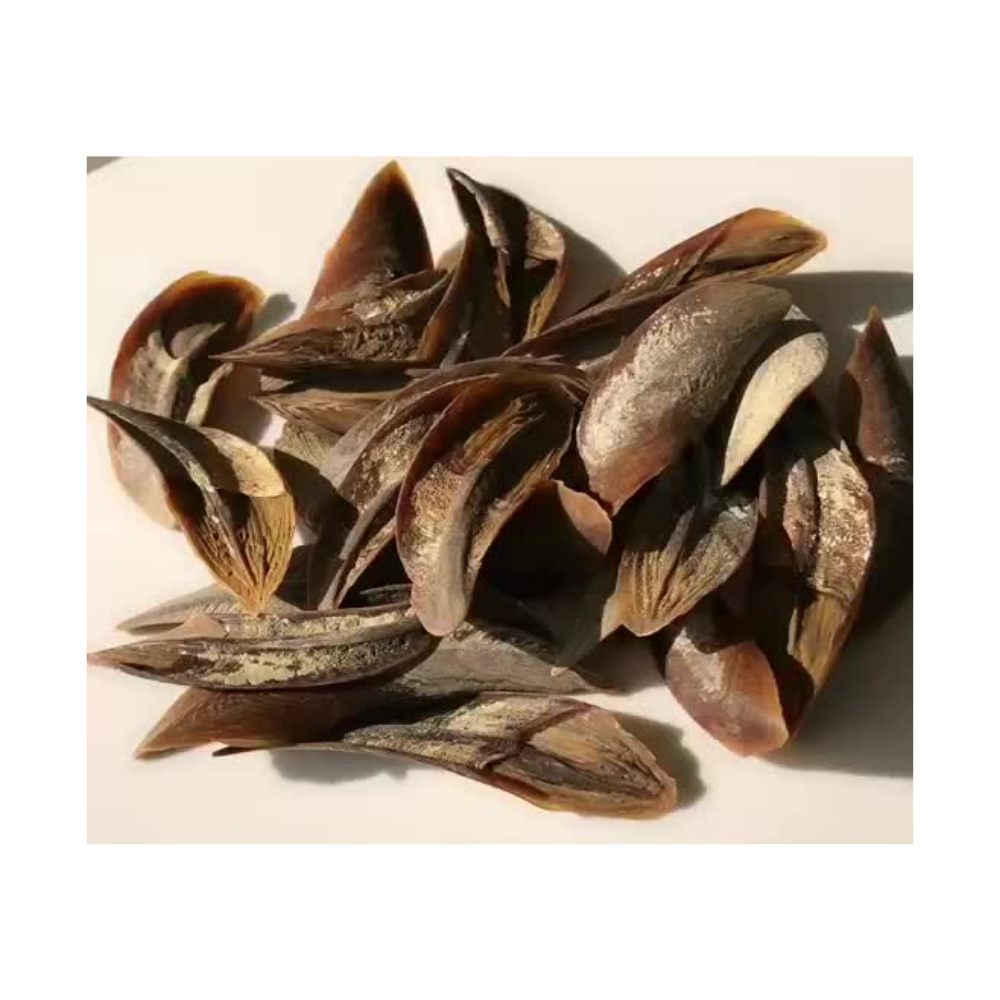 Coquillage Murex Sur Socle Bois – Décoration Marine Naturelle – 14.5 Cm