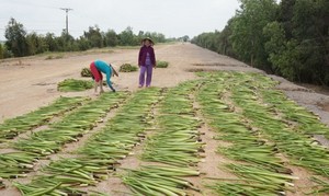 JACINTO DE AGUA SECO para la INDUSTRIA ARTESANAL - Product Image 4