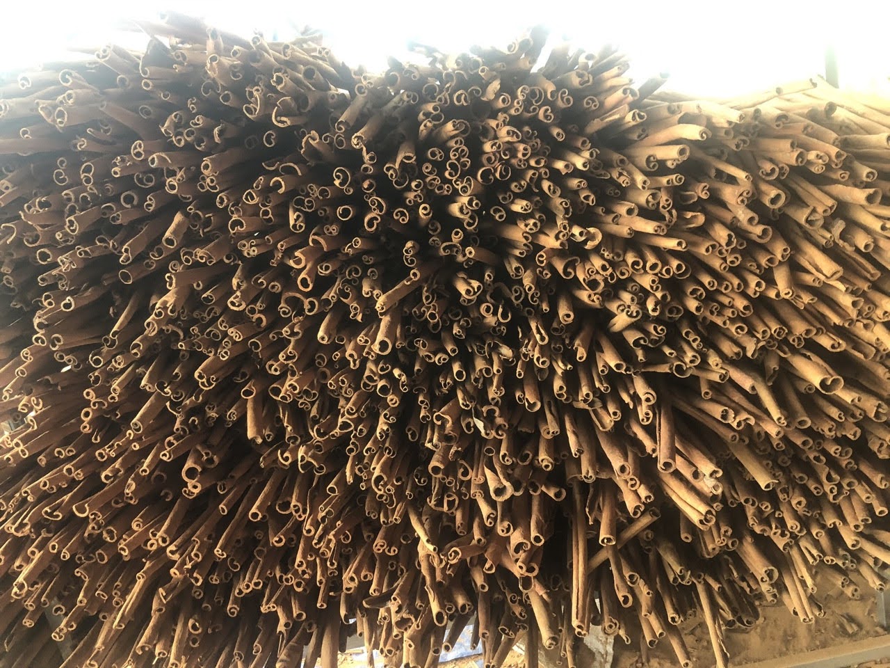 Cinnamon Single Spices Cassia Best Quality Low Price Dried Cinnamon Stick Spicy AD Single Herbs & Sp