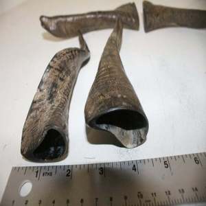 Cuerno de Cabra Natural Pulido de la Mejor Calidad, Material Orgánico, Estilo Animal, Objeto de Colección Artístico, 3-6 Pulgadas - Product Image 2