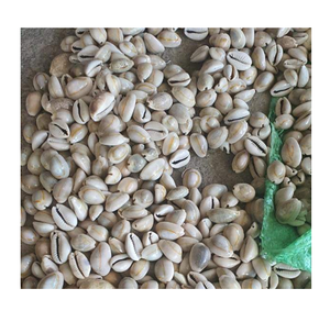 Coquille de cauris japonaises, accessoire de beauté - Product Image 1