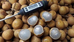 สินค้าพรีเมี่ยมธรรมชาติหวานไทยผลไม้ลำไยสด - Product Image 3