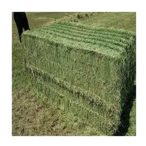 Best Factory Price Of Alfalfa Hay Available In Bulk Stock