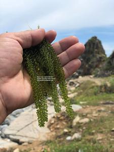 Algues de raisin de haute qualité - Algues de raisin séchées - Algues umibudou / Mme Shyn - Product Image 3