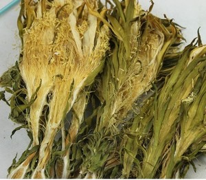 100% Naturel Dragon Fruit Fleur Liquide Forme Traitement Brut Séché au Vietnam - Product Image 1