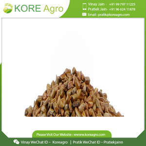 Graines de Cassia Tora 100% Naturelles Séchées Cassia Tora Disponible au Prix de Gros - Product Image 6