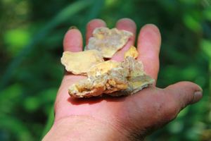 Benjuí/ Styrax Tonkinensis de Vietnam - Product Image 3