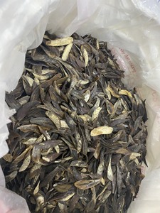 150 fleurs de coquillage naturelles, authentiques - Product Image 6