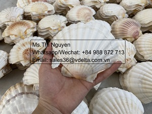 งานศิลปะหอยเชลล์ทะเลสีขาวเปลือกหอยที่ดีสำหรับการตกแต่งและทำอาหาร/Mr. Kevin - Product Image 2