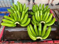 Plátano Verde de Vietnam / Ámbar