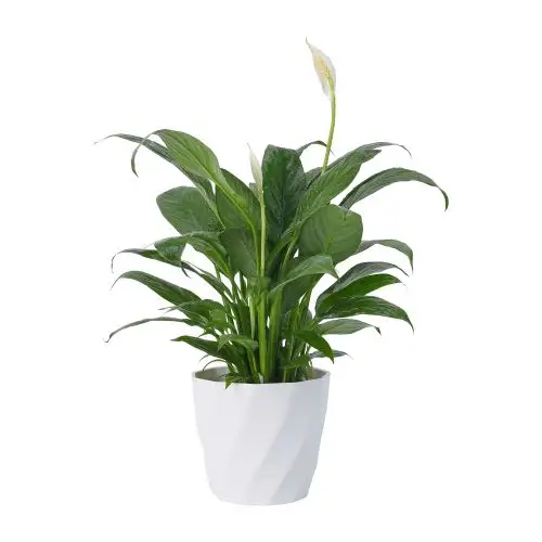 Vaso de flores de 5 polegadas, vaso redondo com furos de drenagem, mini vaso de plantas, estilo americano de flores verde de plástico