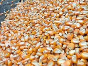 Maíz dulce amarillo fresco de alta calidad, fuente de proteína Premium para animales, suministro al por mayor por proveedor de confianza - Product Image 3