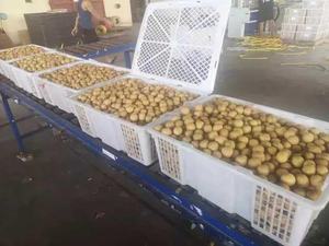 ลำไยออร์แกนิก//ผลไม้ลำไย - Product Image 5