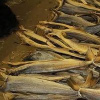 Arêtes de poisson séchées en forme de coquillage, tailles de poisson, noir, bleu marine