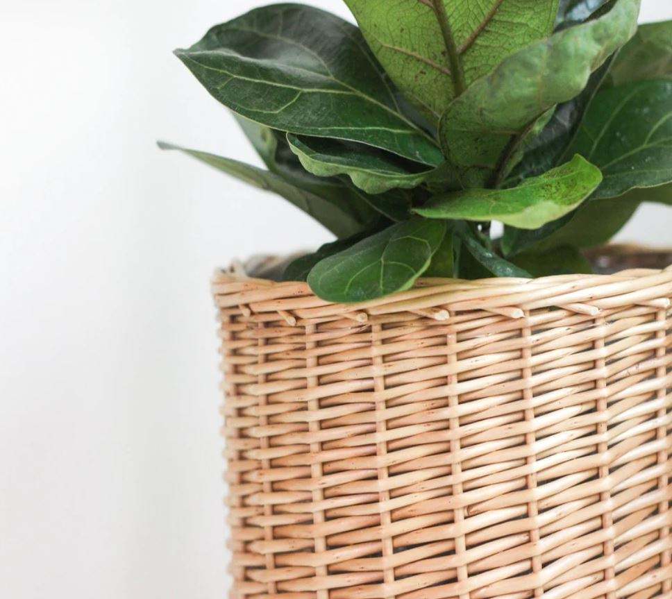 Natural Rattan Color