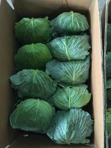 Repollo verde fresco al por mayor de Vietnam - Product Image 5