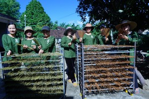 MEILLEUR PRIX VIETNAM ENCENS DE FEUILLES D'EUCALYPTUS D'ENCENS D'HERBE VIETNAM ENCENS POUR SE DÉTENDRE//Mme Rachel: + 84896436456 99 Or Données - Product Image 5