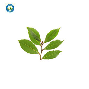 100% Pure Natural Bay Laurel Oil Meilleur fabricant de gros d'huile de haute qualité en Inde Fourniture d'exportation en vrac à des prix raisonnables - Product Image 1