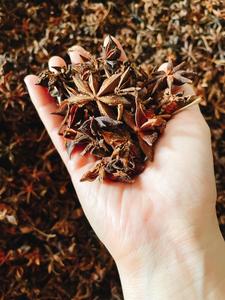 100% Pure Perfect Spices and Herbs Star Anise Star Aniseed Illicium Verum Star-shaped Pods High Quality / Shyn Tran +84382089109 - Product Image 6