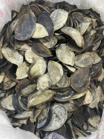 Opercule de Murex à prix compétitif / Escargot de Murex / Coquille d'opercule séchée